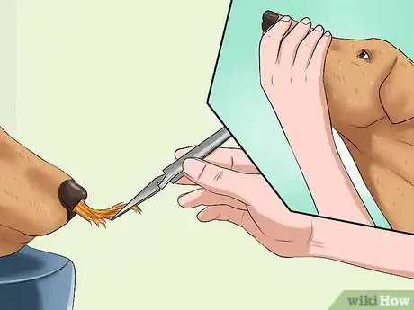 Image intitulée Remove a "Foxtail" from a Dog's Nose Step 11